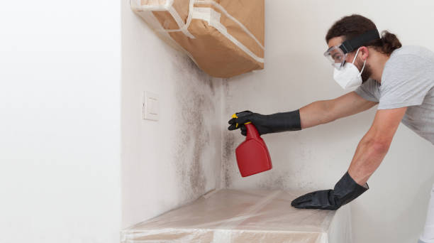 Professional Basement Mold Remediation technician working in Charlevoix, MI