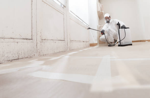 24/7 Emergency Basement Mold Remediation experts in Charlevoix, MI