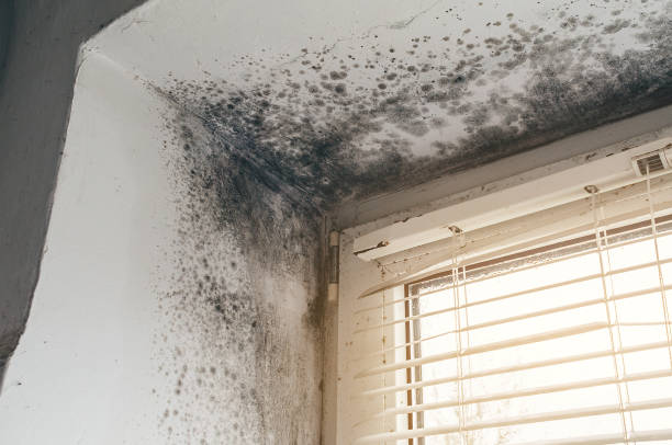 Affordable Basement Mold Remediation solutions in Charlevoix, MI