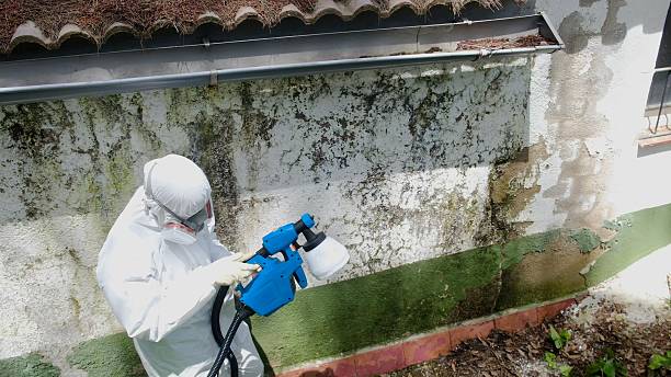 Top rated local Basement Mold Remediation specialists in Charlevoix, MI